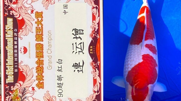 第61回国際錦鯉品評会 受賞鯉①