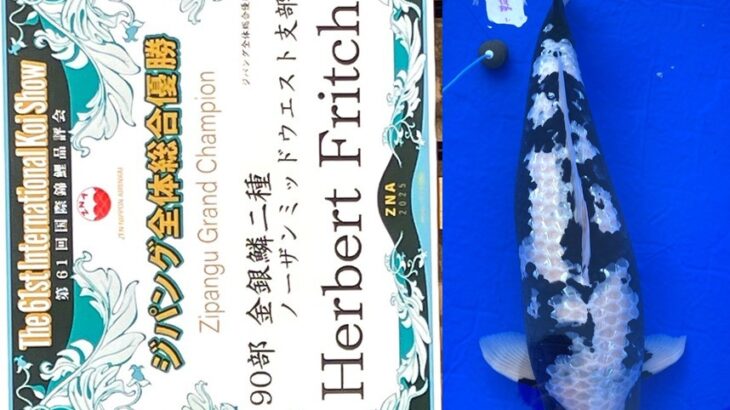 第61回国際錦鯉品評会 受賞鯉③