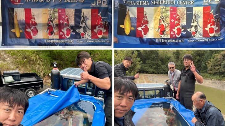 寺嶋錦鯉センター様、京都丸靖養鯉場様池揚げ訪問