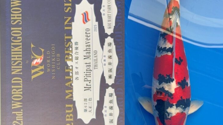 第2回ワールドニシキゴイショウ オスの部各部優勝②
