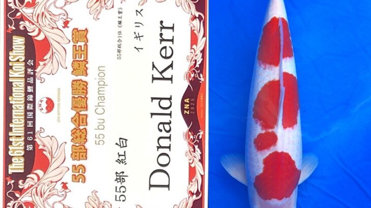 第61回国際錦鯉品評会 各部総合優勝(鱗王賞)③