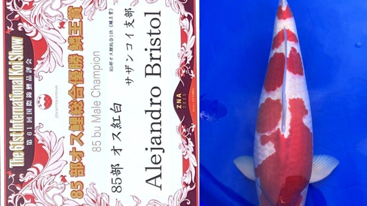 第61回国際錦鯉品評会 オス鯉各部総合優勝(鱗王賞)①