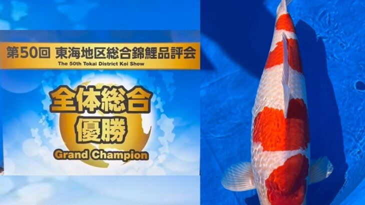 第50回東海地区総合錦鯉品評会 受賞鯉①
