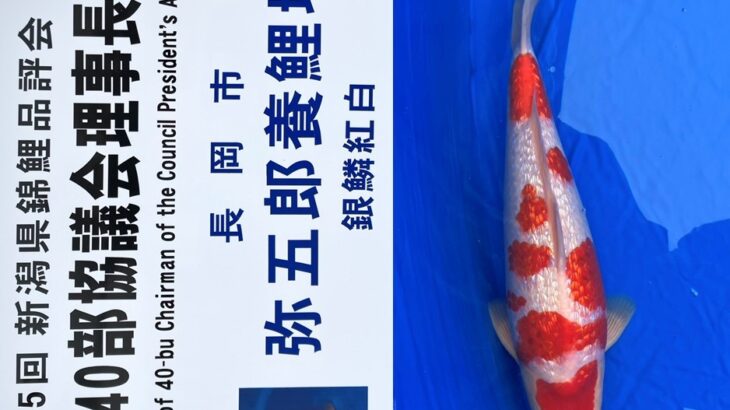 農林水産祭参加 第65回新潟県錦鯉品評会 受賞鯉⑦