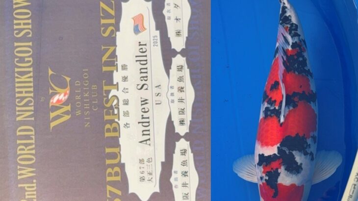 第2回ワールドニシキゴイショウ 受賞鯉②