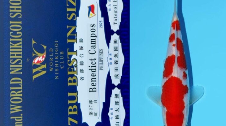 第2回ワールドニシキゴイショウ 受賞鯉④