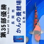 農林水産祭参加 第65回新潟県錦鯉品評会 受賞鯉④