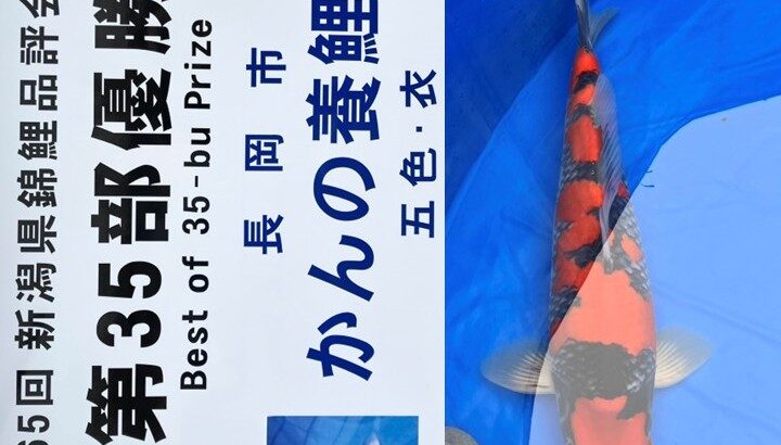 農林水産祭参加 第65回新潟県錦鯉品評会 受賞鯉④