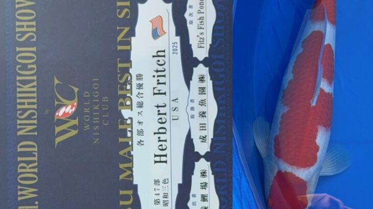 第2回ワールドニシキゴイショウ 受賞鯉③