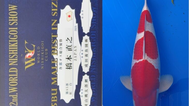 第2回ワールドニシキゴイショウ オスの部各部優勝①