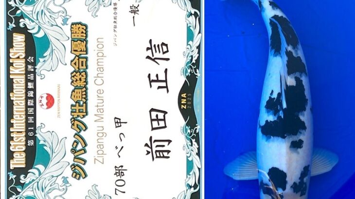 第61回国際錦鯉品評会 受賞鯉④