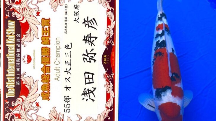 第61回国際錦鯉品評会 受賞鯉②