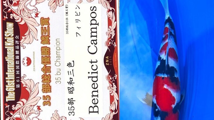 第61回国際錦鯉品評会 各部総合優勝(鱗王賞)④