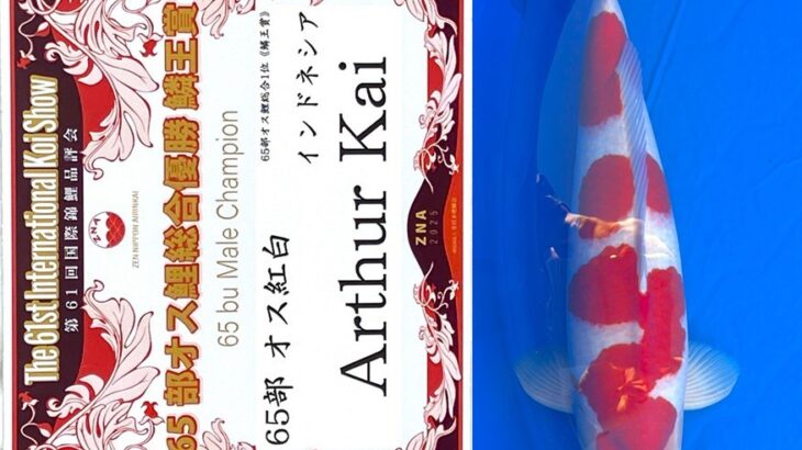 第61回国際錦鯉品評会 オス鯉各部総合優勝(鱗王賞)②