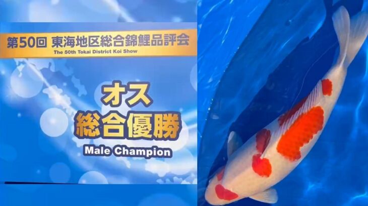 第50回東海地区総合錦鯉品評会 受賞鯉②