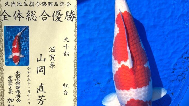 第26回北陸地区総合錦鯉品評会 受賞鯉①