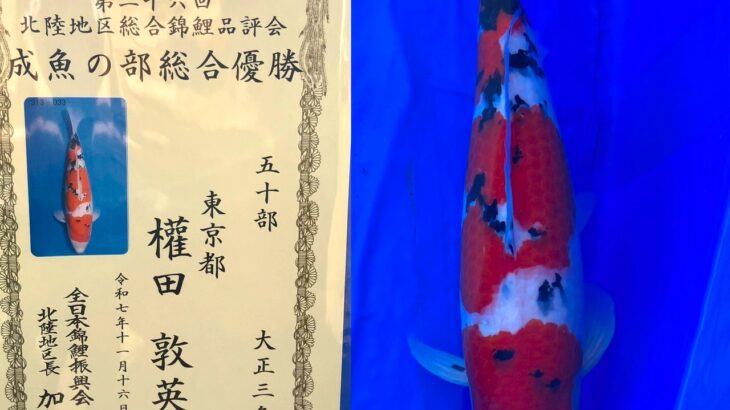 第26回北陸地区総合錦鯉品評会 受賞鯉②