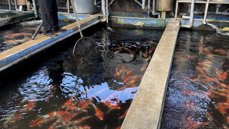 JPD Taiwan agent Taiwan Champion Pet visit