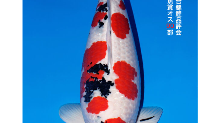 第56回全日本総合錦鯉品評会 国魚賞オス