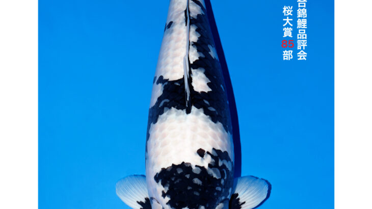 第56回全日本総合錦鯉品評会2026 桜賞①