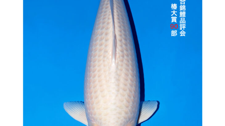 第56回全日本総合錦鯉品評会2026 椿賞①