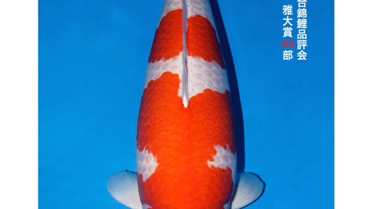 第56回全日本総合錦鯉品評会2026 雅賞①