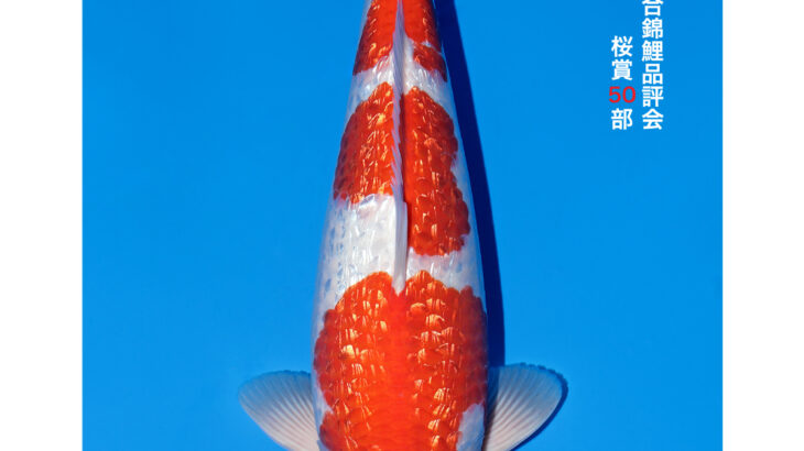 第56回全日本総合錦鯉品評会2026 桜賞②