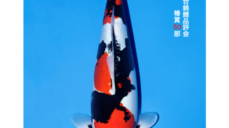 第56回全日本総合錦鯉品評会2026 椿賞②