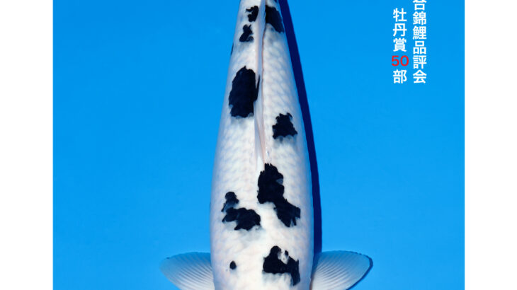 第56回全日本総合錦鯉品評会2026 牡丹賞②