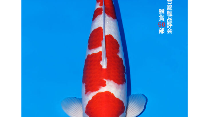 第56回全日本総合錦鯉品評会2026 雅賞②