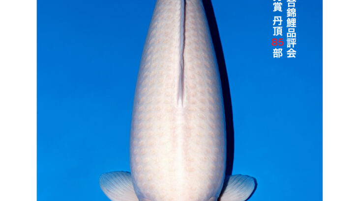 第56回全日本総合錦鯉品評会2026 種別優秀賞③