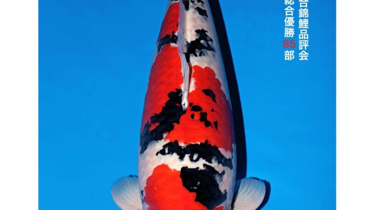 第56回全日本総合錦鯉品評会 大魚オスの部総合優勝