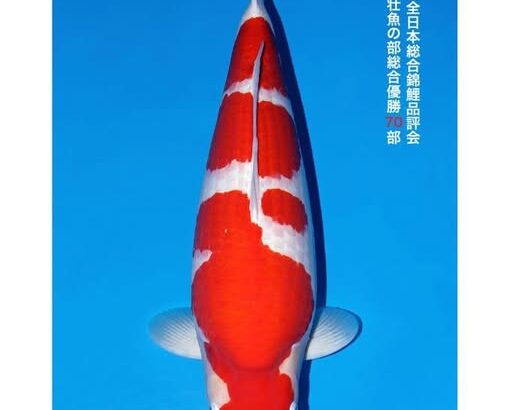 第56回全日本総合錦鯉品評会 壮魚の部総合優勝