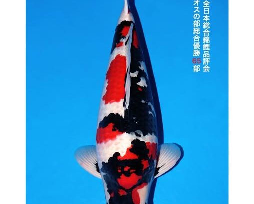 第56回全日本総合錦鯉品評会 壮魚オスの部総合優勝