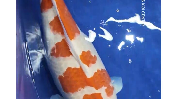 INDONESIA JAPAN KOI DEALER SEASON 2025-2026