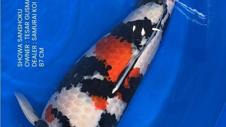 Indonesia Japan Koi Show in 2026 CHAMPION Koi