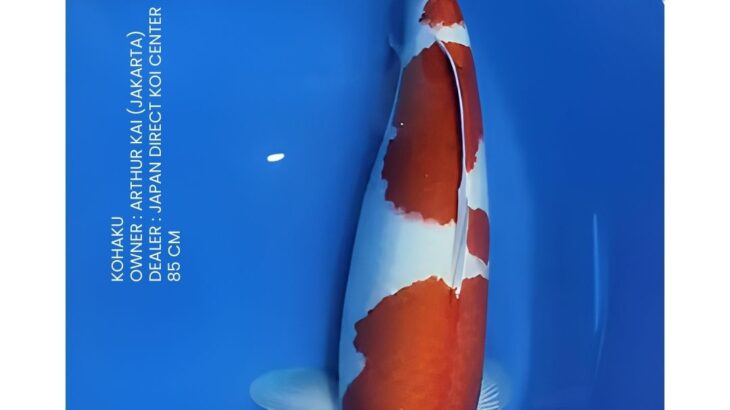 Indonesia Japan Koi Show in 2026