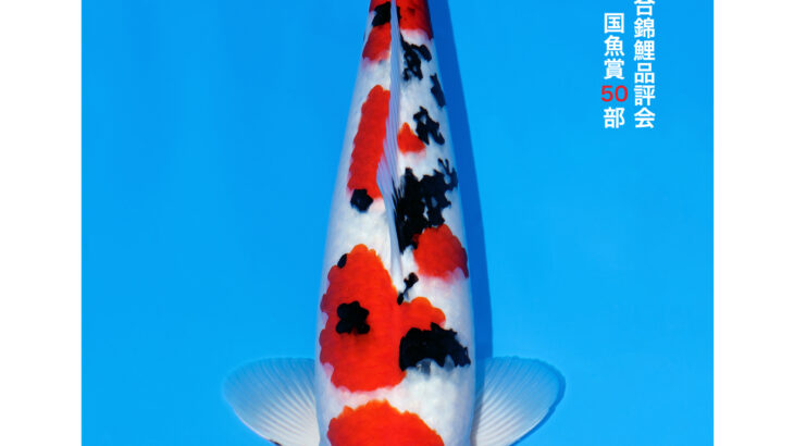 第56回全日本総合錦鯉品評会 国魚賞②