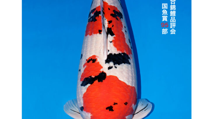 第56回全日本総合錦鯉品評会 国魚賞①