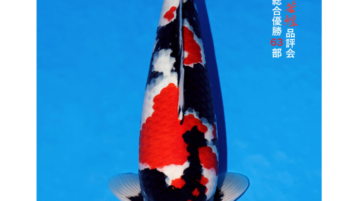 第42回錦鯉全国若鯉品評会 受賞鯉①