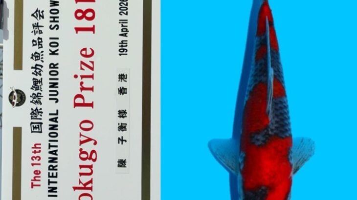 第13回国際錦鯉幼魚品評会　国魚賞③