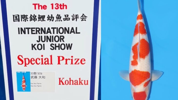 第13回国際錦鯉幼魚品評会　種別優秀賞①