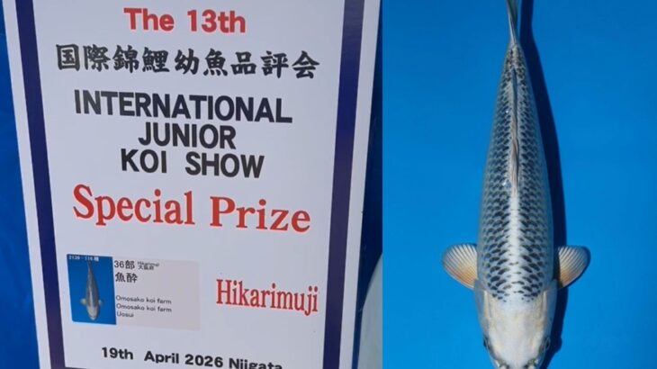 第13回国際錦鯉幼魚品評会　種別優秀賞④