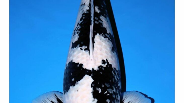 2018 All Japan Koi Show Jumbo Champion B