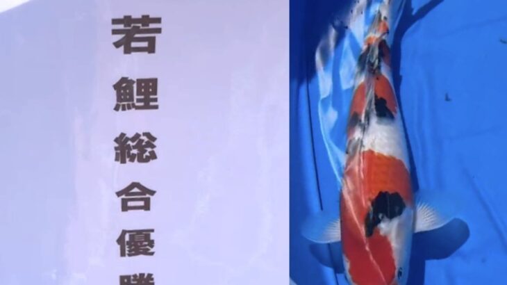 第21回富山県錦鯉若鯉品評会　受賞鯉②
