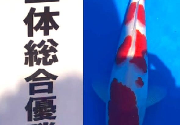 第21回富山県錦鯉若鯉品評会　受賞鯉①