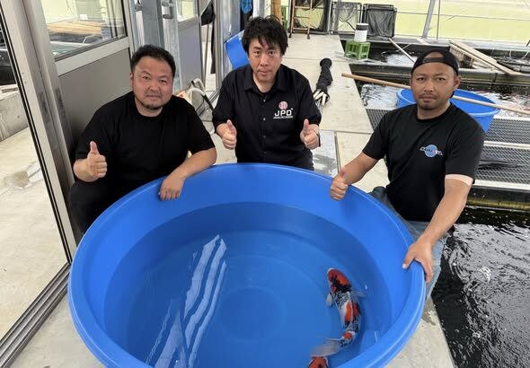 2018 All Japan Koi Show Jumbo Champion B Tancho Showa Blood line