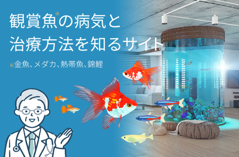 観賞魚（魚、メダカ、熱帯魚、錦鯉）の病気と治療方法を知るサイト