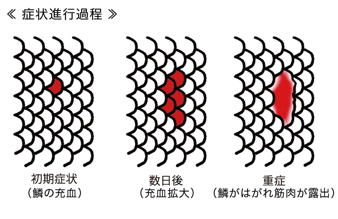 図：穴あき病の症状