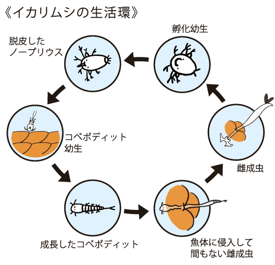 イカリムシの生活環